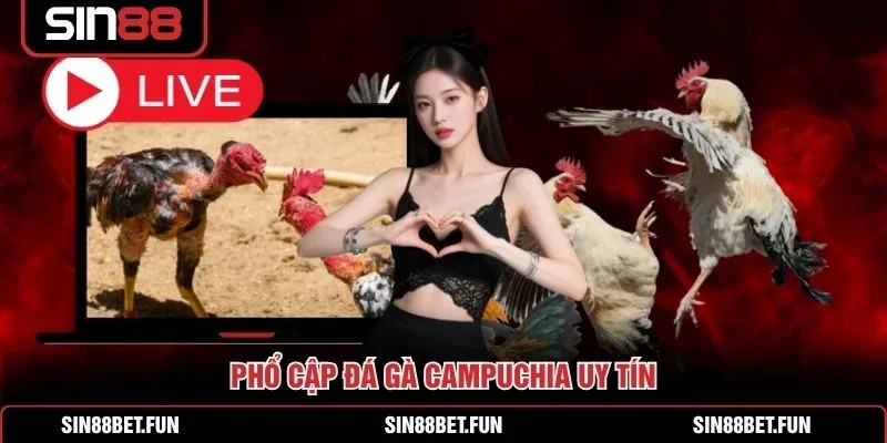 Giao diện đặt cược trận chọi kê trực tiếp trên điện thoại